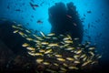 Colorful Fish Schooling Near Rocky Reef Royalty Free Stock Photo