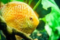 Colorful fish from the spieces Symphysodon discus in aquarium. Royalty Free Stock Photo