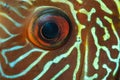 Colorful fish from the spieces Symphysodon discus macro of eye