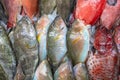 Colorful fish at a stand at a seafood market in Jeddah, Saudi Arabia Royalty Free Stock Photo