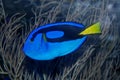 Colorful fish swimming in the aquarium