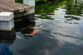 Colorful fish swimming at outdoor Koi fish pond at Japanese garden Royalty Free Stock Photo