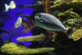 Colorful Fish - Tropical Reef Tank at Toronto Aquarium