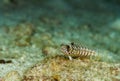 Colorful fish underwater in Maldives Royalty Free Stock Photo