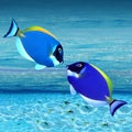 Colorful fishes Royalty Free Stock Photo