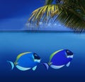 Colorful Fishes Royalty Free Stock Photo