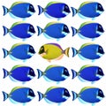 Colorful fishes Royalty Free Stock Photo