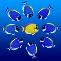 Colorful fishes Royalty Free Stock Photo