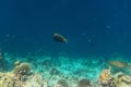 Fish and coral, underwater life in Maldives, snorkeling and diving