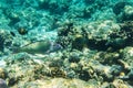 Fish and coral, underwater life in Maldives, snorkeling and diving