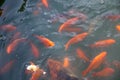 Colorful fishes swiming in the pond Royalty Free Stock Photo