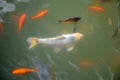 Colorful fishes swiming in the pond Royalty Free Stock Photo