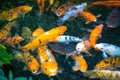 Colorful fishes teeming for feeding or oxygen. Need for space. Royalty Free Stock Photo