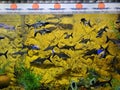 Colorful fishes in Under the Sun Aquarium in Udaipur, Rajasthan, India