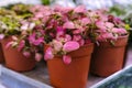 Colorful Fittonia mix plant in a pot close-up. Sale in the store. Selective focus