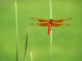 The Colorful Flame Skimmer Dragonfly Perched on a Pond Reed