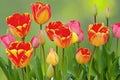 Colorful flamed tulips bloom