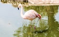 Colorful flamingo bathing Royalty Free Stock Photo