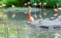 Colorful flamingos bathing Royalty Free Stock Photo