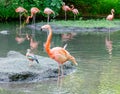 Colorful flamingos bathing Royalty Free Stock Photo