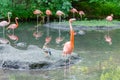 Colorful flamingos bathing Royalty Free Stock Photo