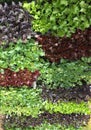 Colorful Flats of Red Lettuce, Purple Kale and Green Lettuces Royalty Free Stock Photo