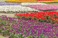 Colorful flora at garden