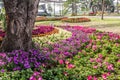 Colorful flora at garden