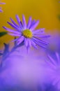 Colorful floral background. blue purple aster flowers close-up. chrysanthemum blur. Royalty Free Stock Photo