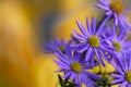 Colorful floral background. blue purple aster flowers close-up. chrysanthemum blur. Royalty Free Stock Photo