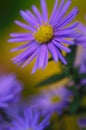 Colorful floral background. blue purple aster flowers close-up. chrysanthemum blur. Royalty Free Stock Photo