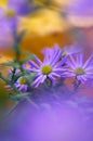 Colorful floral background. blue purple aster flowers close-up. chrysanthemum blur. Royalty Free Stock Photo