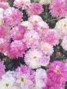 A colorful floral display of pink flowers from a Spherical Chrysant