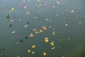 Colorful floral offerings, petals, flowers and garlands, floating in Pushkar Lake, India