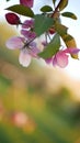 Blossoming apple tree with bright pink flowers on a background of green grass. Royalty Free Stock Photo