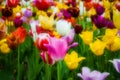 Colorful floral theme with tulips in soft style