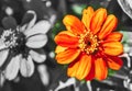 Colorful flower against a black and white background. Stand out! Fly your colors! Royalty Free Stock Photo