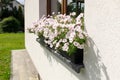 Colorful Flower Arrangement on the window. Wooden window decorated with white petunia Royalty Free Stock Photo