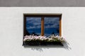 Colorful Flower Arrangement on the window. Wooden window decorated with white petunia Royalty Free Stock Photo