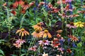 A colorful flower bed