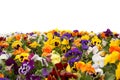 A colorful flower bed. Royalty Free Stock Photo