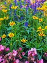 A colorful flower bed of annuals in full summer, close up Royalty Free Stock Photo