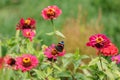 A colorful flower bed of zinnia flowers and a red admiral or Vanessa Atalanta butterfly gathering honey from the flowers. A