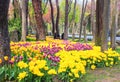 Colorful flower beds during the annual April tulip festival Royalty Free Stock Photo