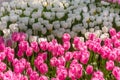 Colorful tulips. Annual April tulip festival in Istanbul Emirgan Park, Turkey Royalty Free Stock Photo