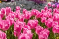 Colorful tulips. Annual April tulip festival in Istanbul Emirgan Park, Turkey Royalty Free Stock Photo