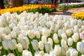 Colorful tulips. Annual April tulip festival in Istanbul Emirgan Park, Turkey Royalty Free Stock Photo