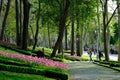 Colorful flower beds during annual April tulip festival in Istanbul in Gulhane Park, Turkey