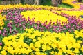 Colorful flower beds during the annual April tulip festival Royalty Free Stock Photo