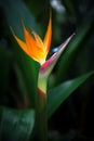 colorful flower bird of paradise in green jungles close up Royalty Free Stock Photo
